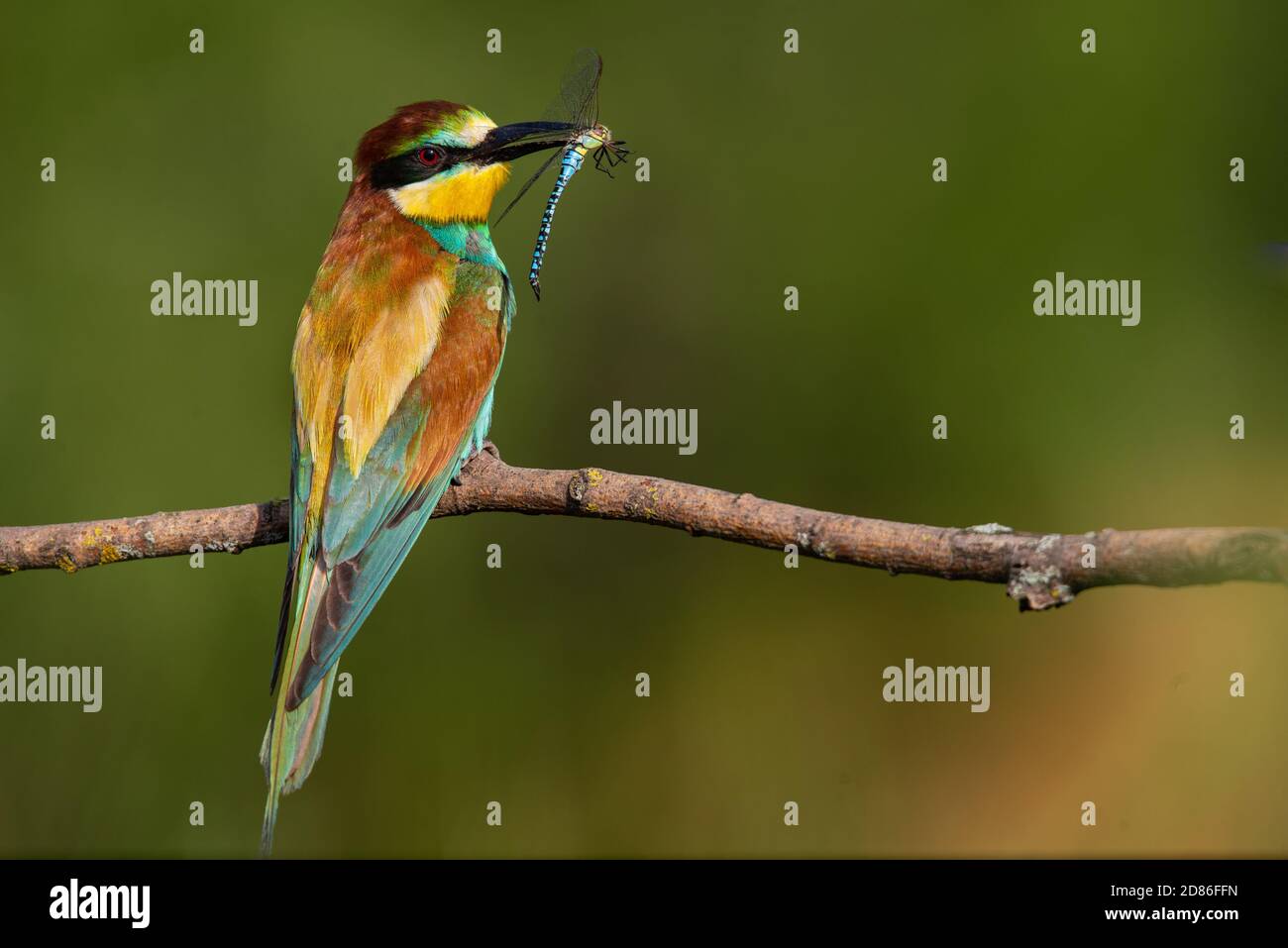 Ape-eater, Apiaster Merops. L'uccello più colorato di Eurasia. Un uccello catturò una libellula Foto Stock