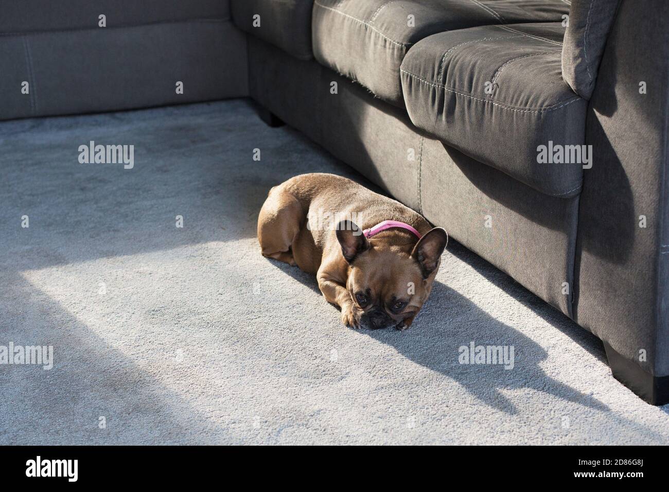 Un carino bulldog francese marrone che dorme su un tappeto di soggiorno. Foto Stock