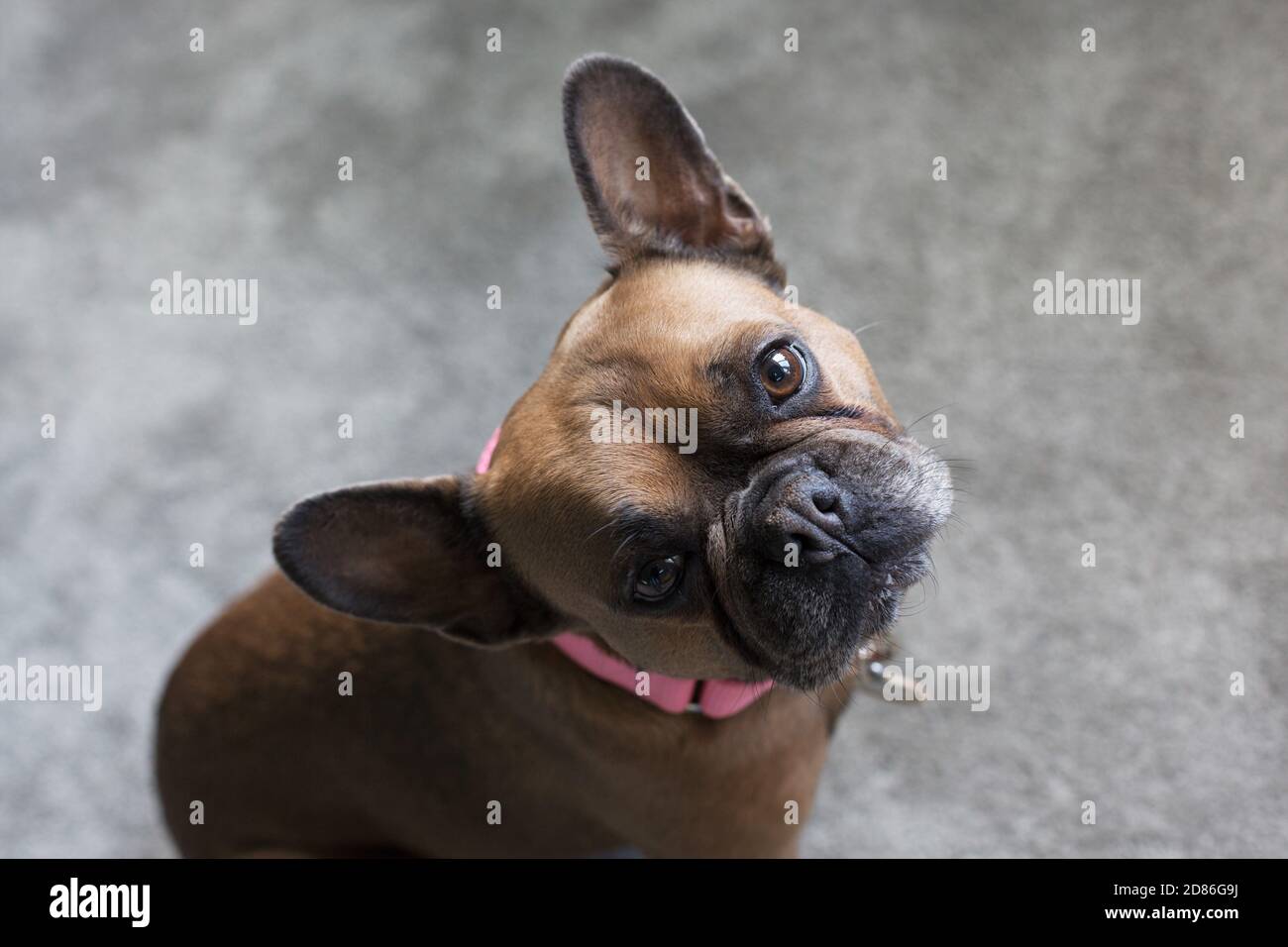 Un bel bulldog francese marrone. Foto Stock