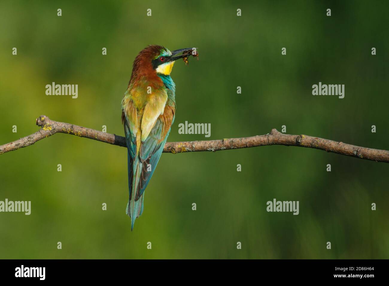 Ape-eater, Apiaster Merops. L'uccello più colorato di Eurasia. Un uccello catturò una libellula Foto Stock