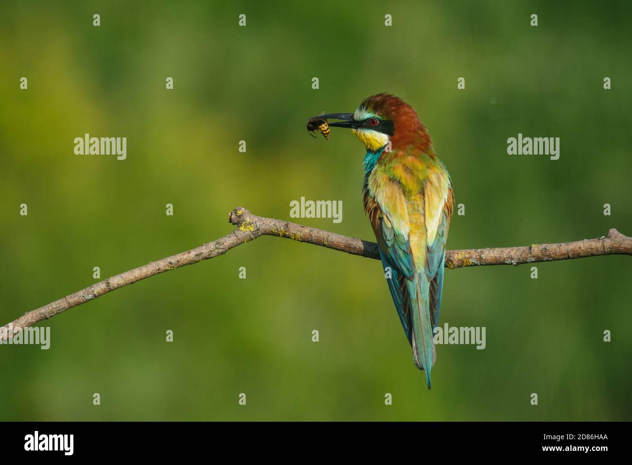 Ape-eater, Apiaster Merops. L'uccello più colorato di Eurasia. Un uccello catturò una libellula Foto Stock