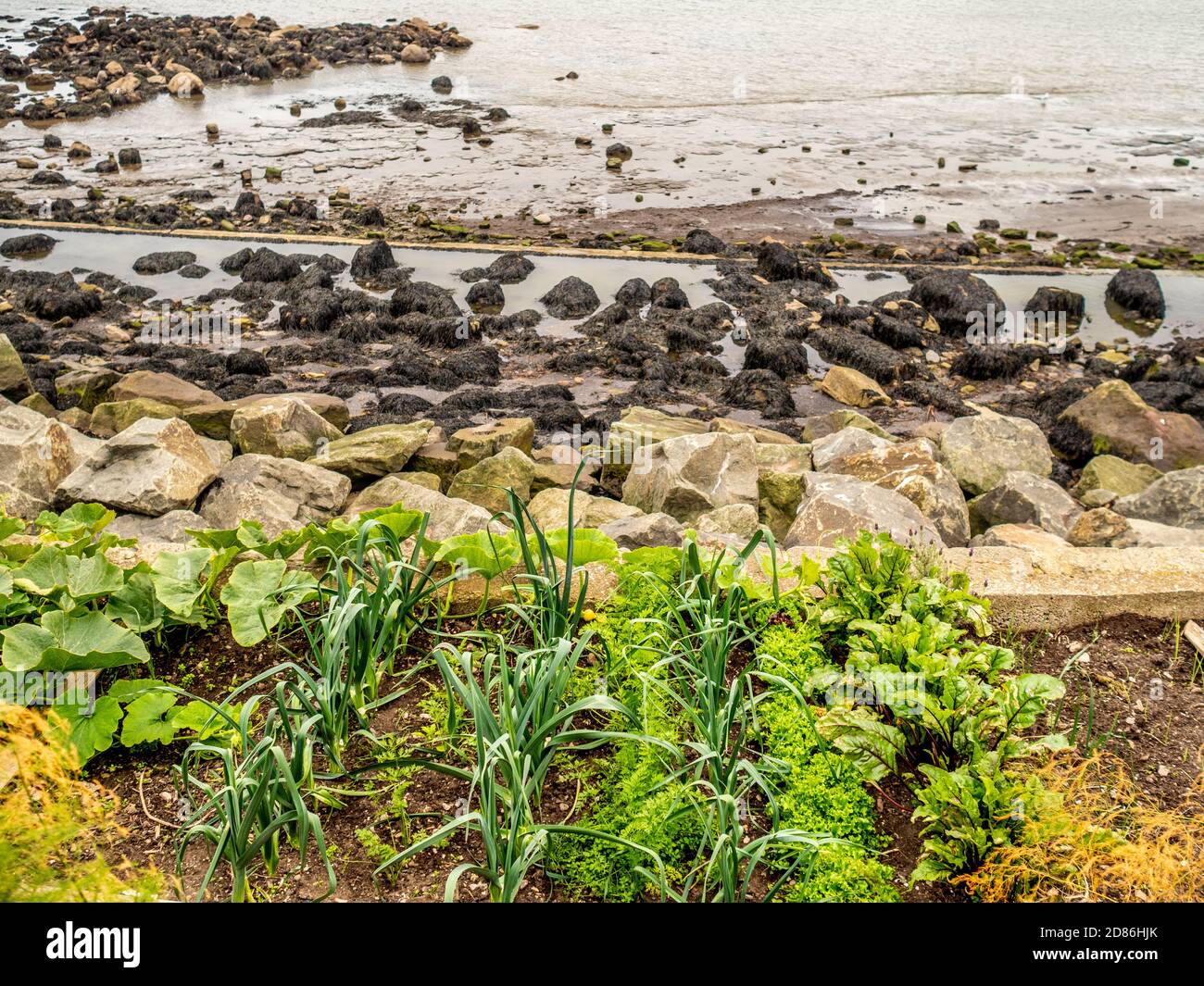 Orto con mare sullo sfondo, Runswick Bay, North Yorkshire Coast, UK. Foto Stock