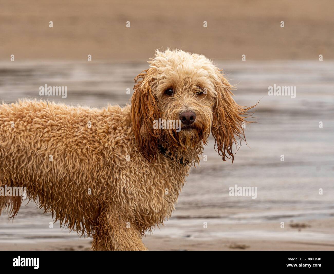 Cockapoo cane sulla spiaggia con capelli bagnati Foto Stock