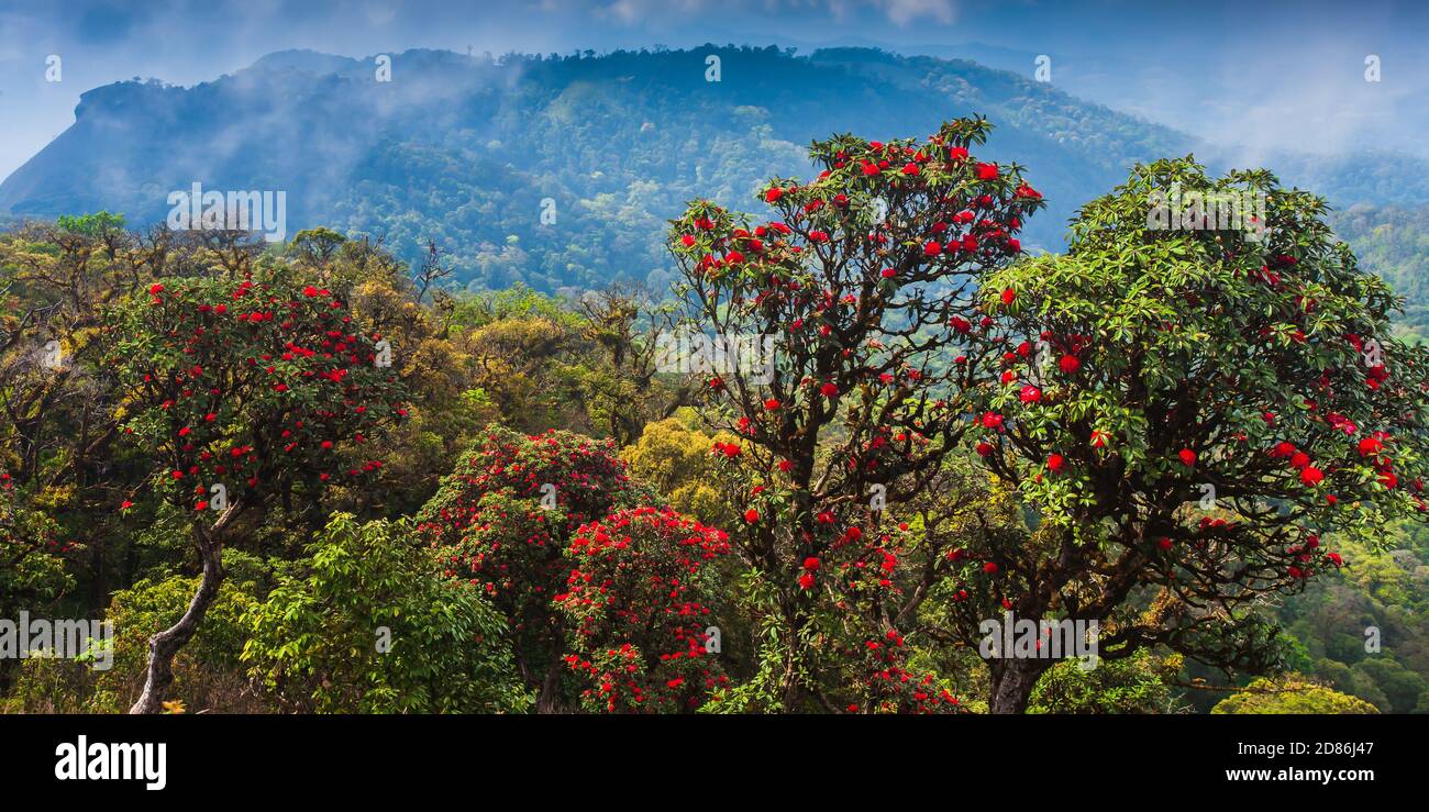 Scenario di antica foresta di rododendri in piena fioritura sulla cima della montagna, fioritura di fiori rossi rododendri in stagione. Montagne dell'Himalaya. Foto Stock
