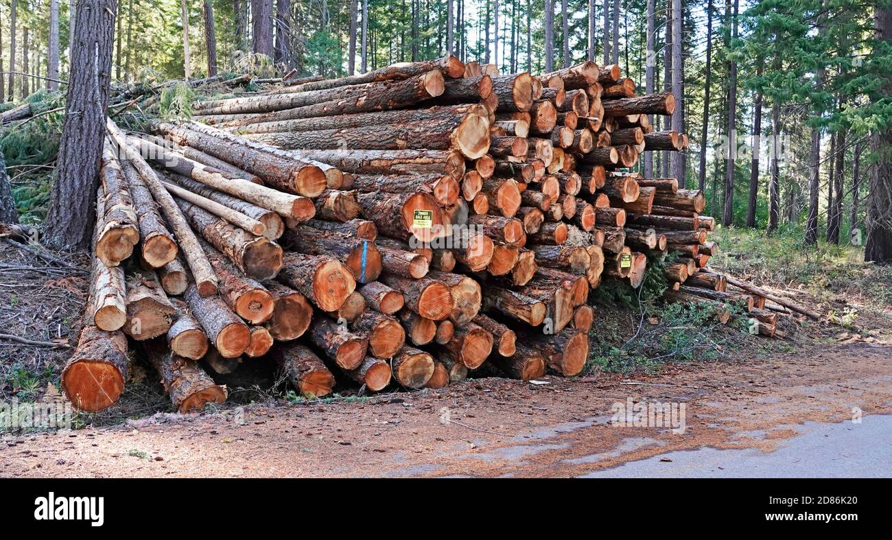 Un mucchio di tronchi di abete tagliato dalla foresta degli Stati Uniti Servizio in un'operazione di registrazione di grandi dimensioni per assottigliare i deschuti National Forest nell'Oregon centrale per redu Foto Stock