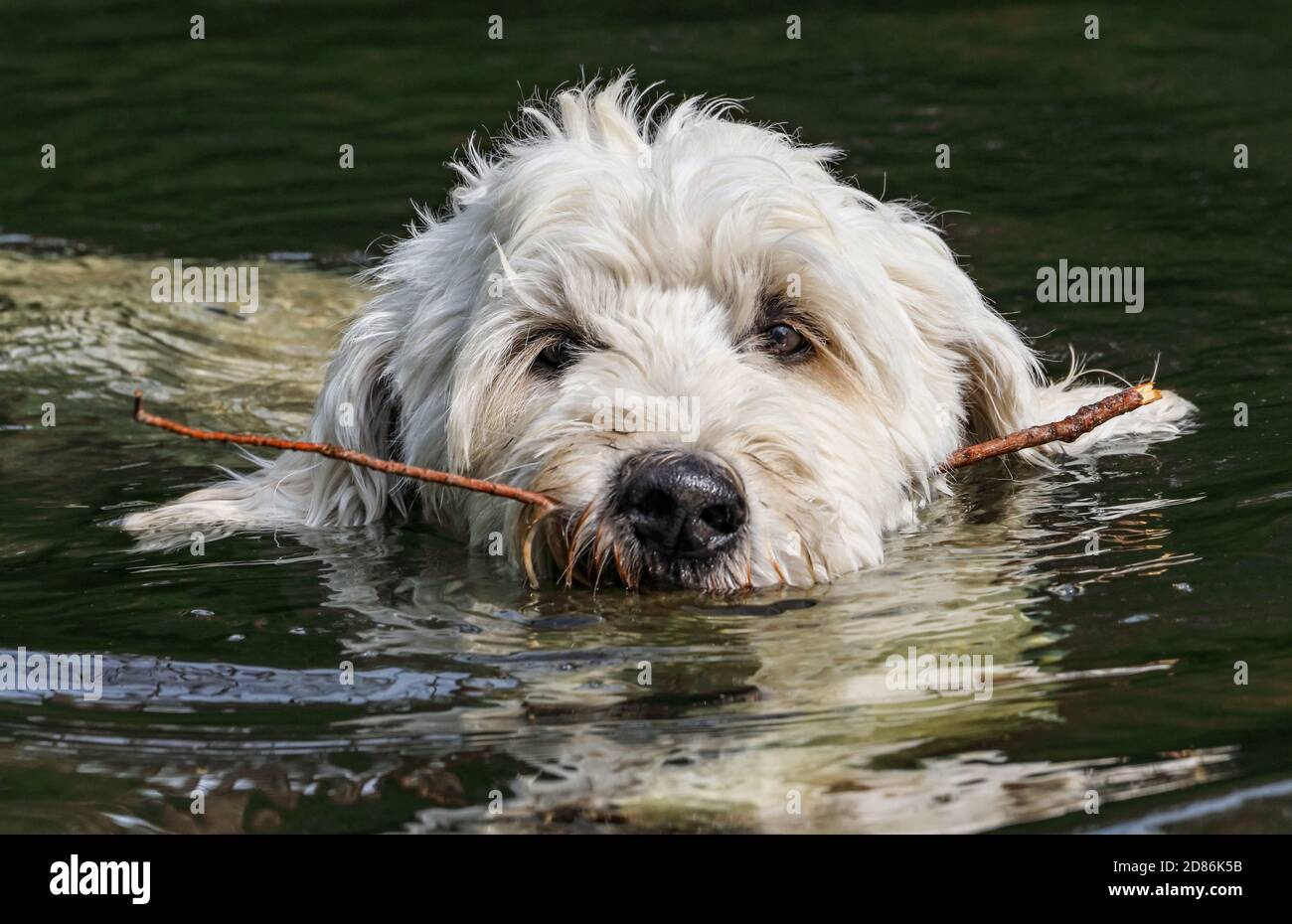Una testa grande, bianca e soprattutto imponente del cane quando si gioca. La dimensione del ramo avrebbe potuto essere più grande! Foto Stock