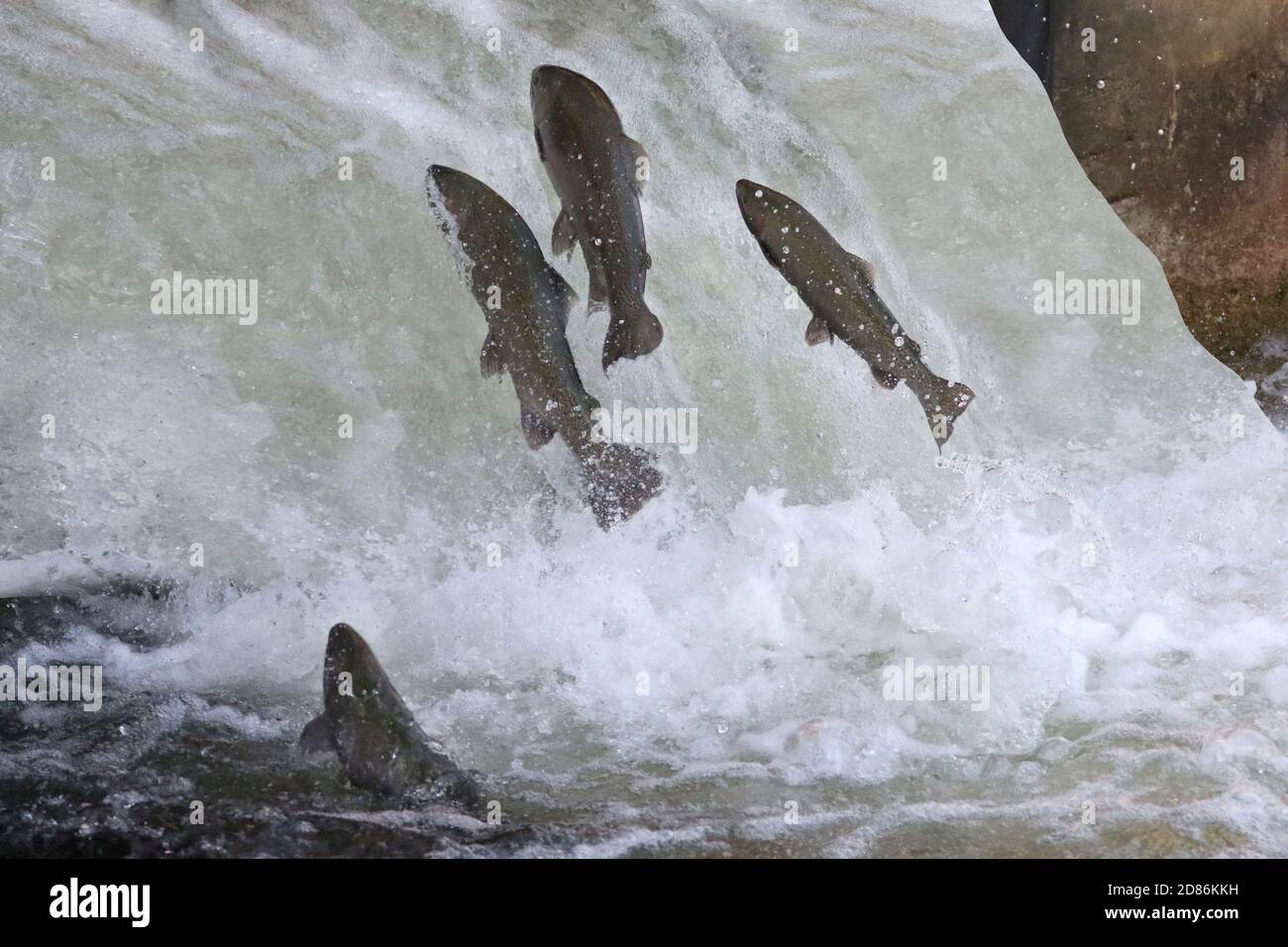 Salmone saltando su scala di pesce uomo fatto Foto Stock