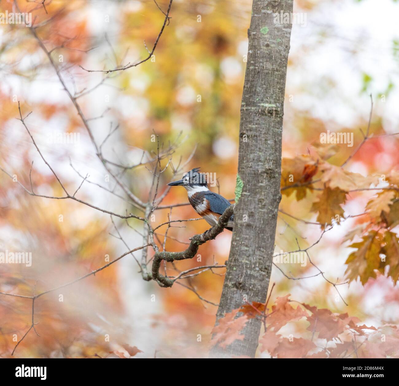 Una donna che si è inginchita in una bella ambientazione autunnale nel Wisconsin settentrionale. Foto Stock