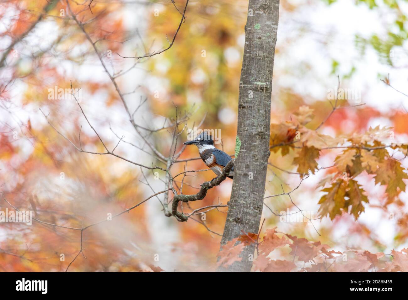 Una donna che si è inginchita in una bella ambientazione autunnale nel Wisconsin settentrionale. Foto Stock
