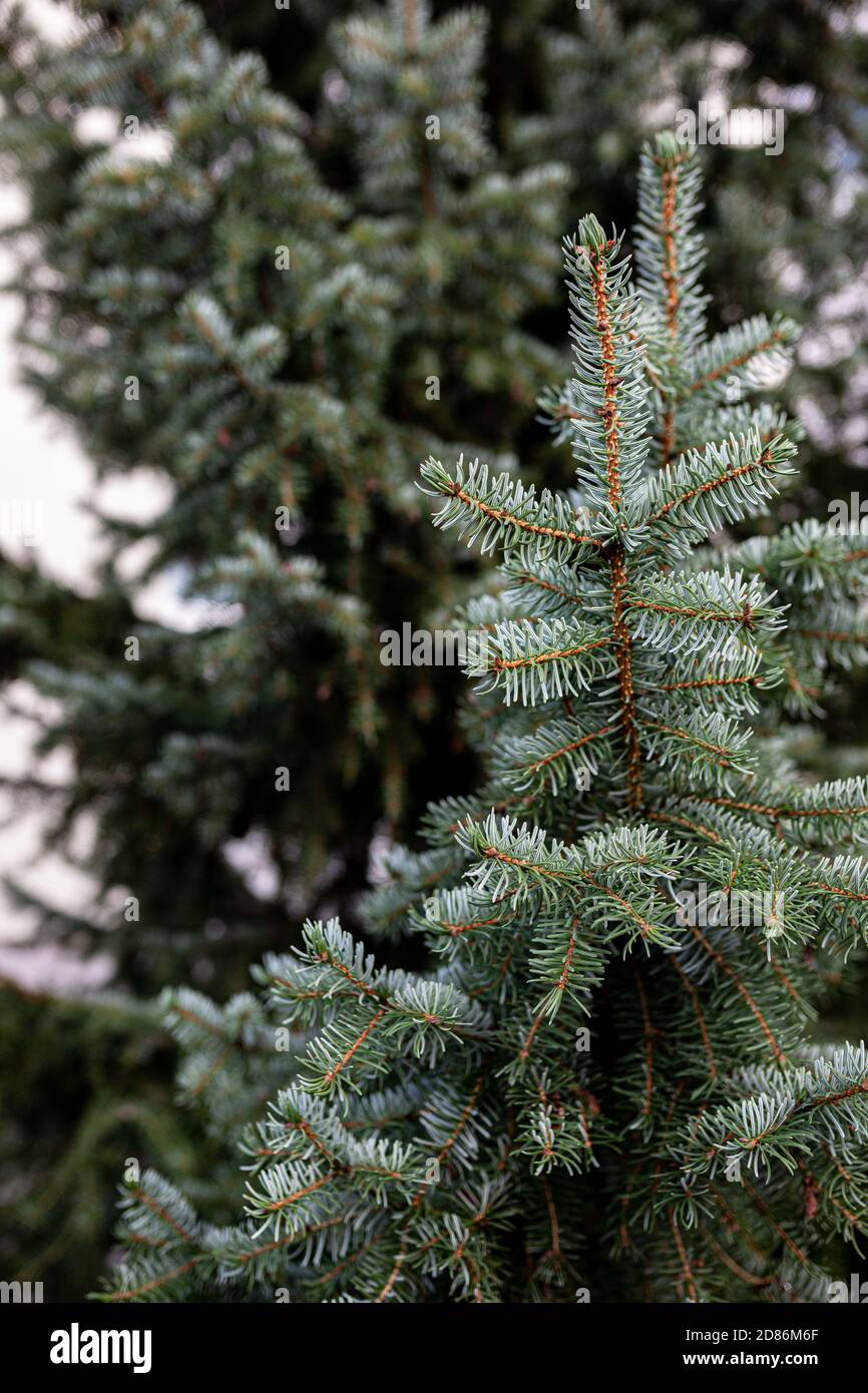 Abete pronto per Natale Foto Stock