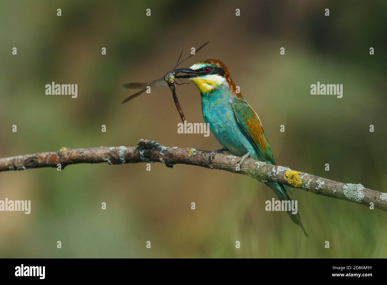 Ape-eater, Apiaster Merops. L'uccello più colorato di Eurasia. Un uccello catturò una libellula Foto Stock