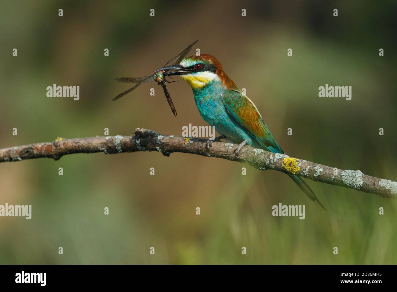 Ape-eater, Apiaster Merops. L'uccello più colorato di Eurasia. Un uccello catturò una libellula Foto Stock