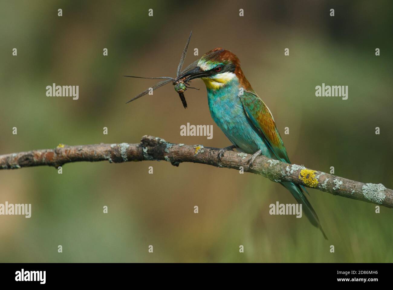 Ape-eater, Apiaster Merops. L'uccello più colorato di Eurasia. Un uccello catturò una libellula Foto Stock