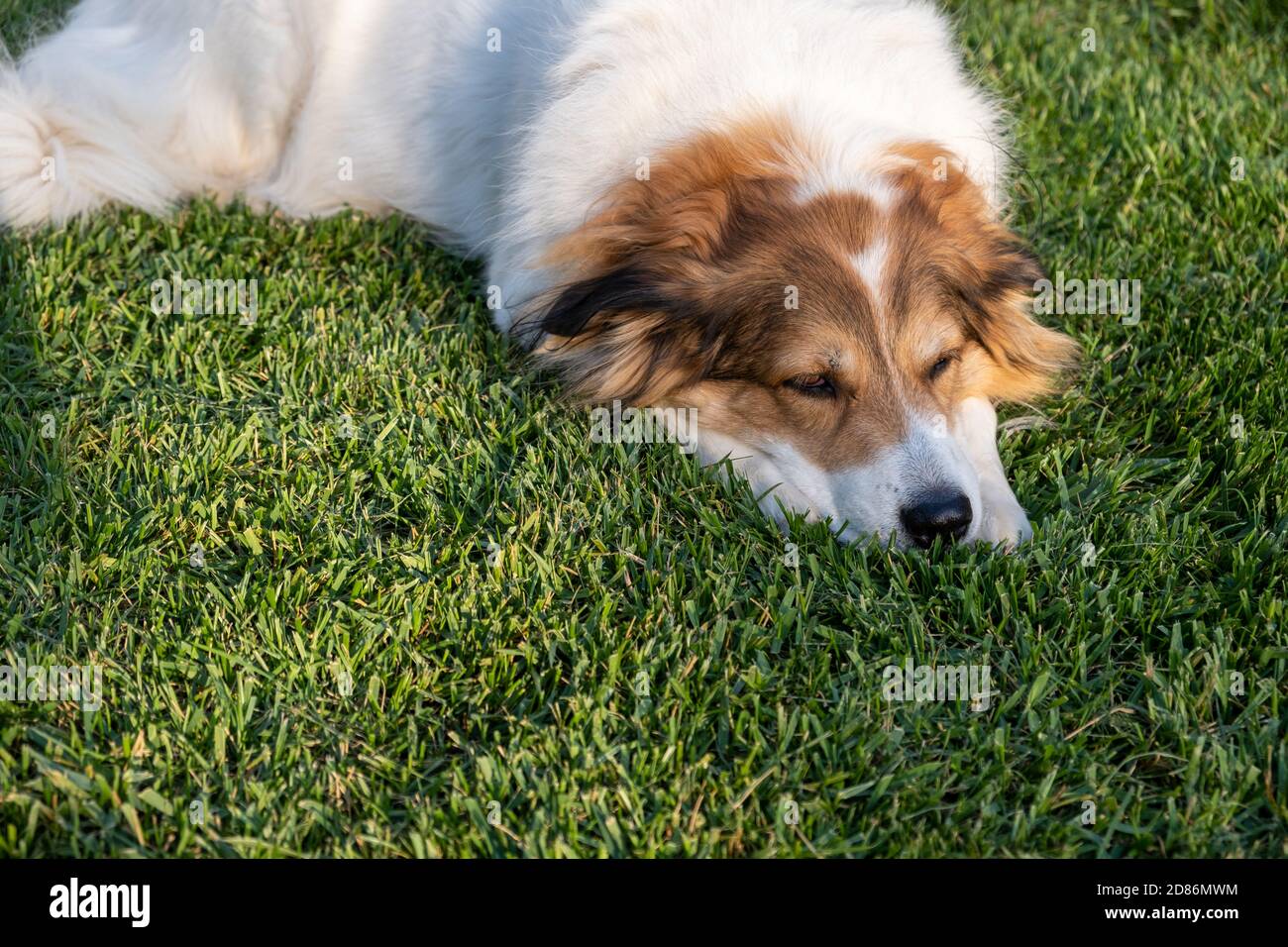 Cane da pastore greco di colore bianco con testa marrone su erba. Cute femmina domestico animale domestico closeup vista Foto Stock