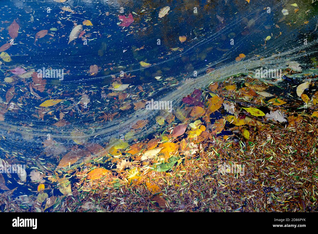 Foglie di autunno galleggiante sull'acqua Foto Stock