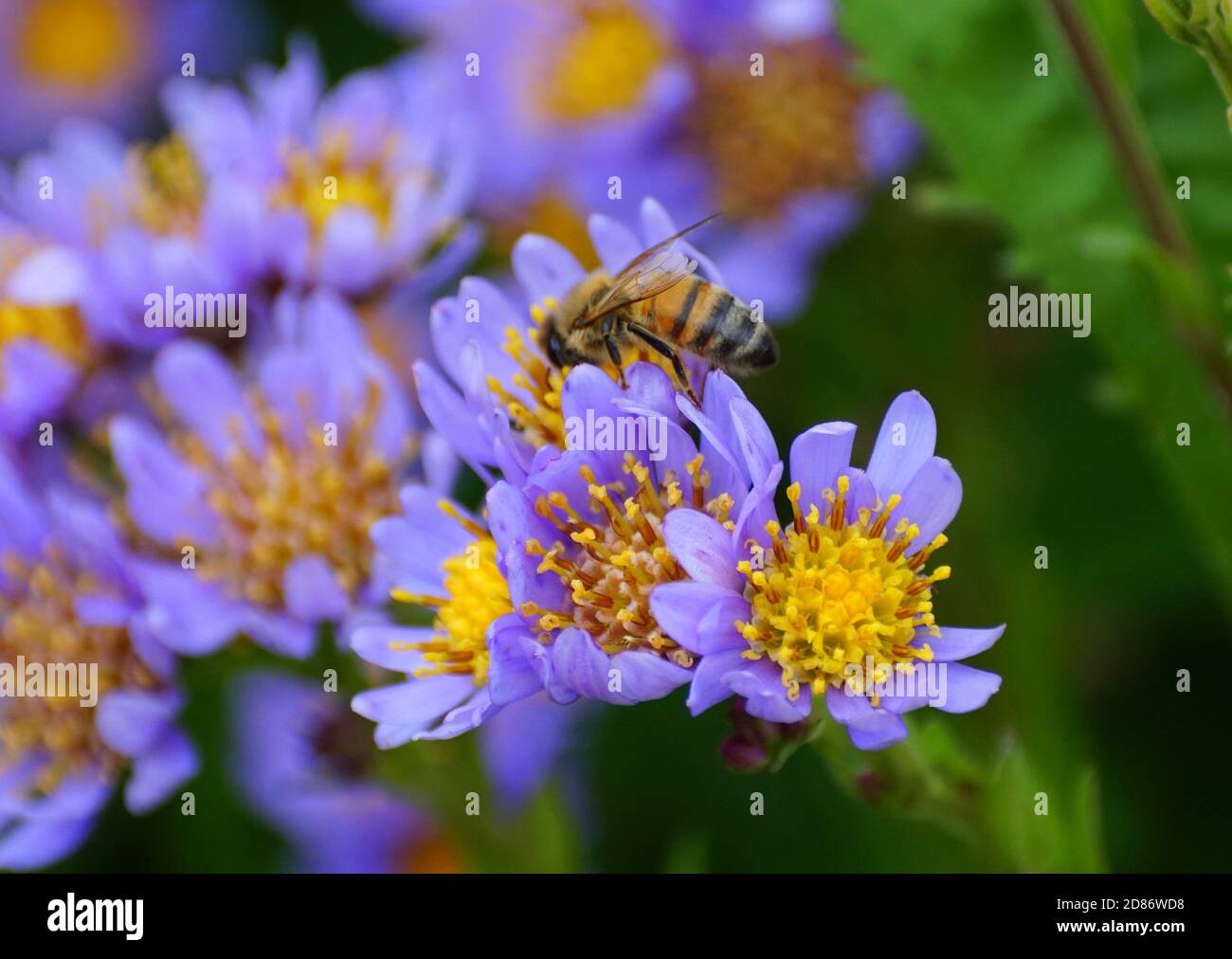 Un'ape che impollinava i fiori di Aster Tatarian Foto Stock
