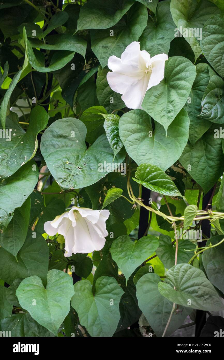 Moonflowers, Ipomoea alba, su una vite nel Jefferson Market Garden, Greenwich Village, New York City, NY, USA Foto Stock