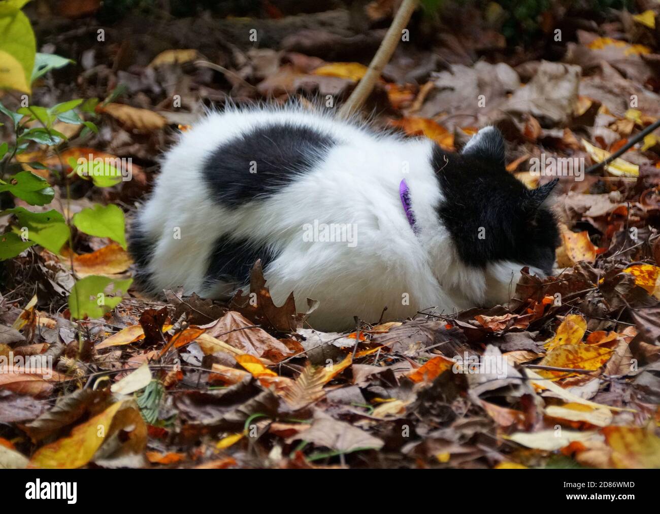 Gatto tabby bianco e nero che dorme in un giardino circondato da foglie cadute Foto Stock