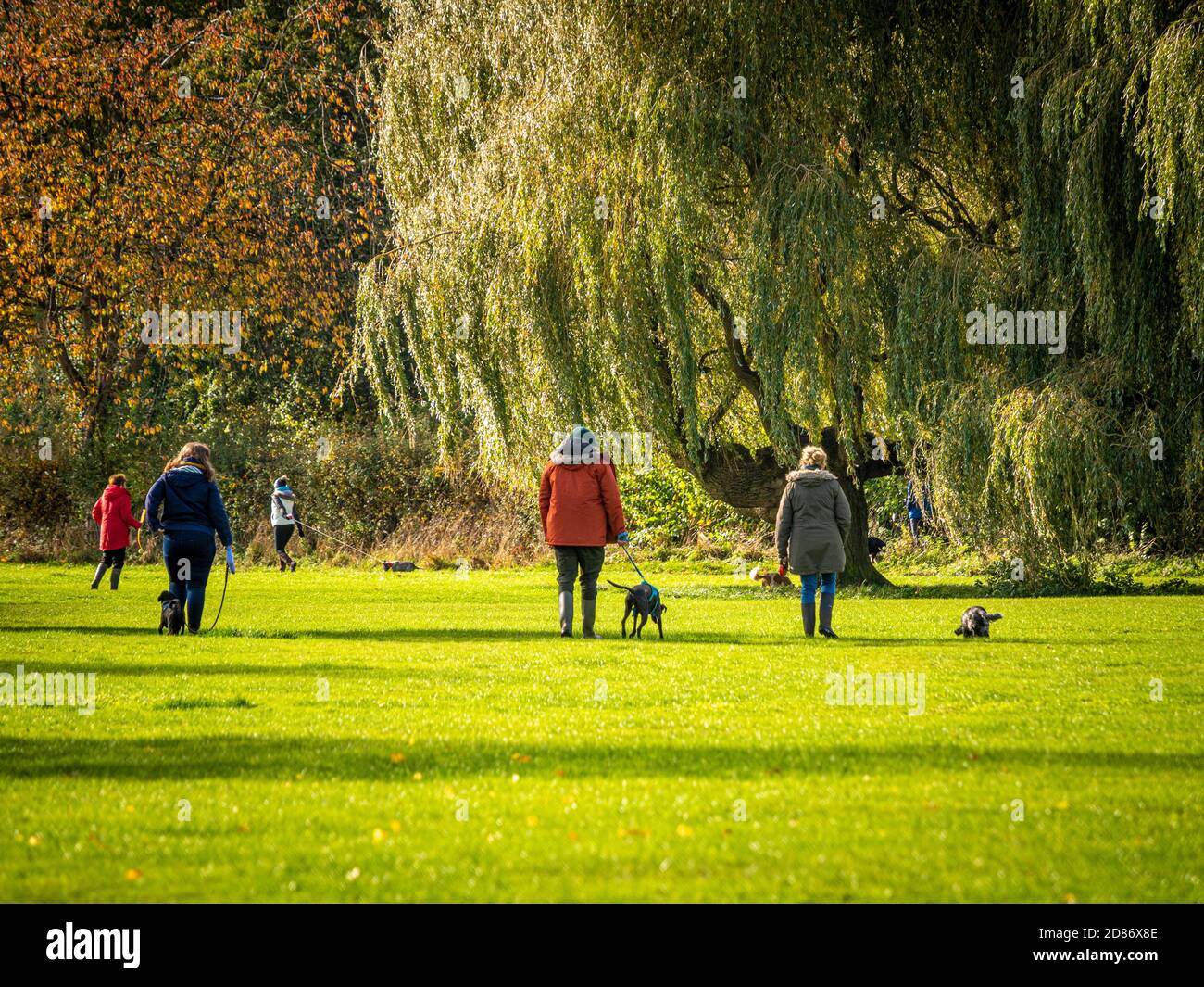 Gli escursionisti del cane che esercitano i loro cani su Monk Stray, Heworth York Foto Stock