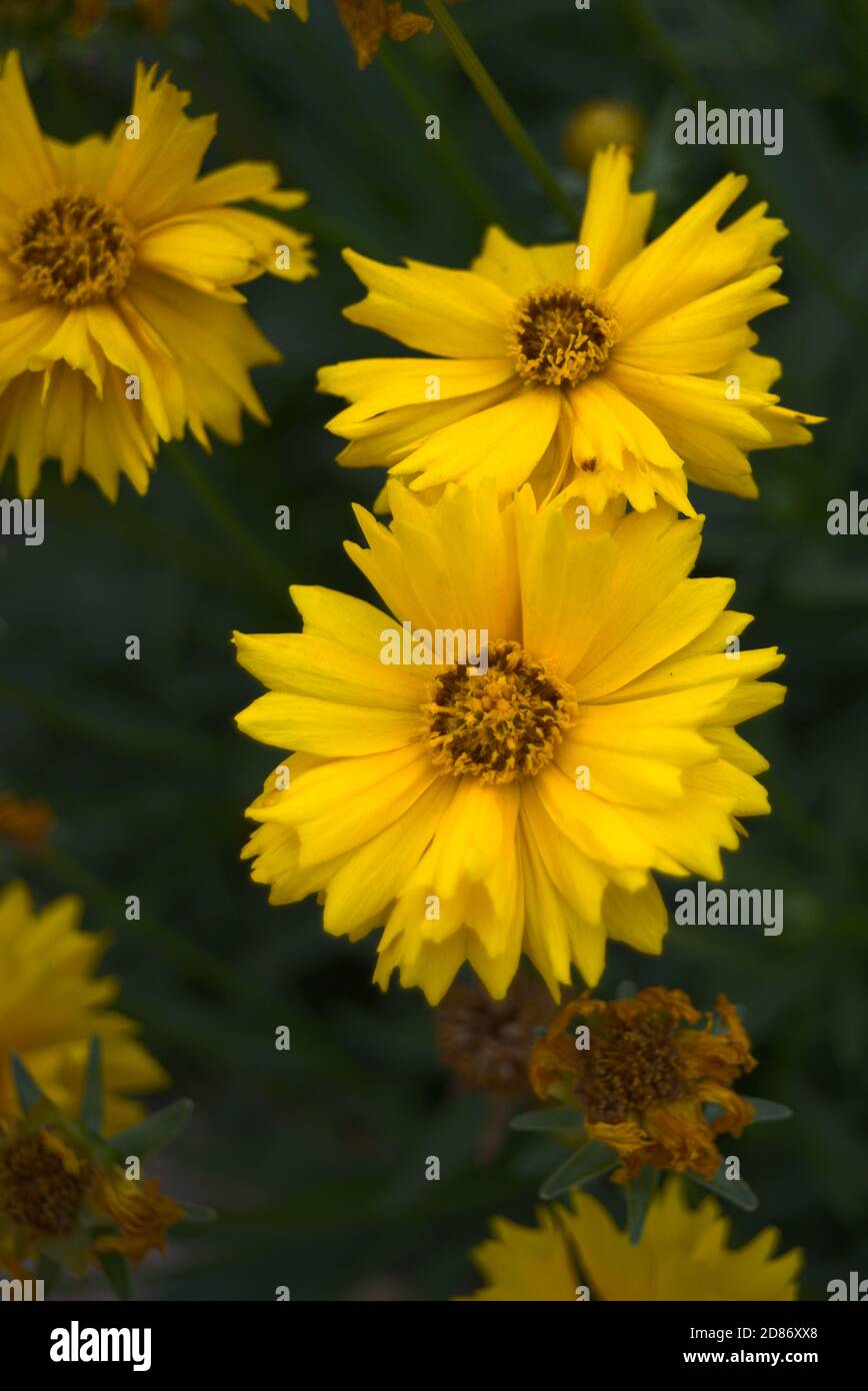 Mazzo di fiori gialli dall'alto Foto Stock