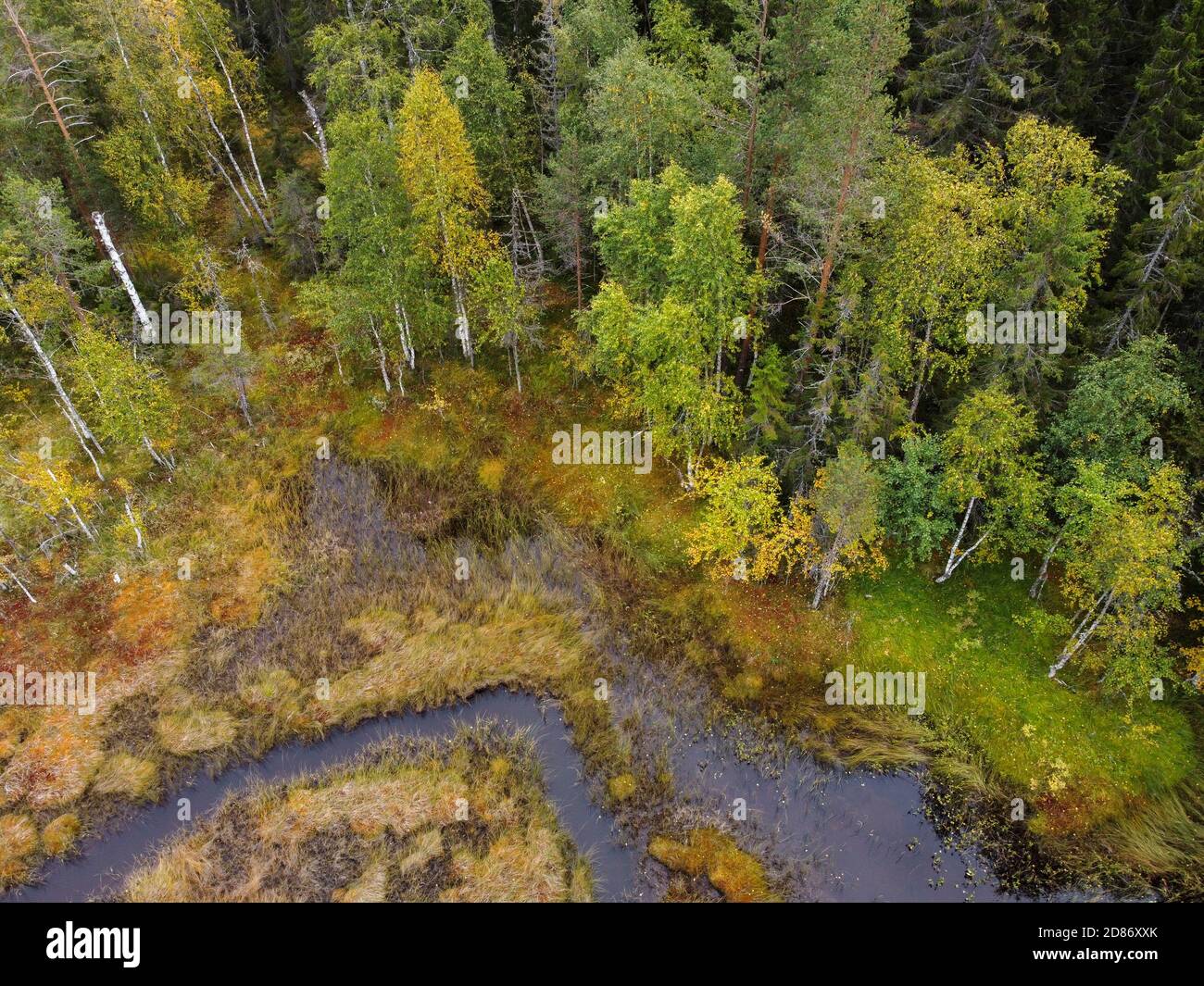 Immagine aerea di una foresta autunnale sul bordo di una palude con un ruscello vicino Hamra NP, Svezia Foto Stock