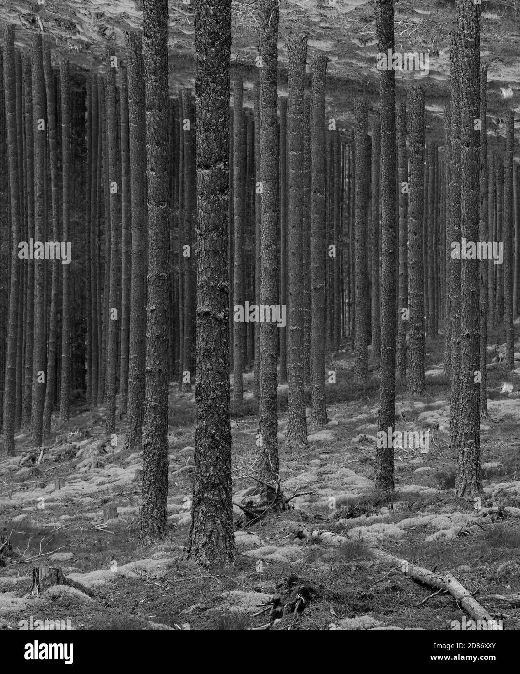 Composizione modificata digitalmente di una foresta con alberi verticali, specchiata verticalmente simmetrica per creare uno strano effetto tunnel. Foto Stock