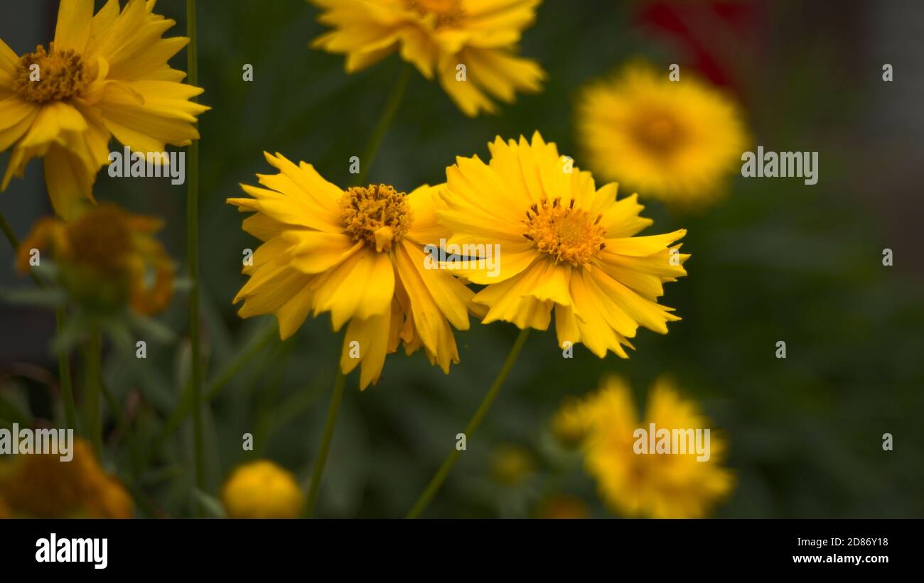 Mazzo di fiori gialli lato su Foto Stock