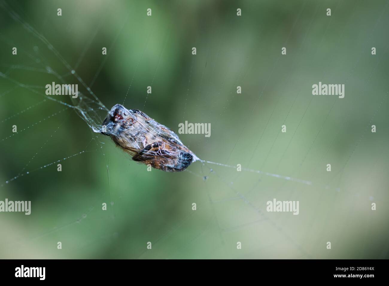 Un insetto aggrovigliato in una rete di ragno, avvolto in seta appiccicosa, macro di una mosca e fili sottili, sfondo verde sfocato Foto Stock