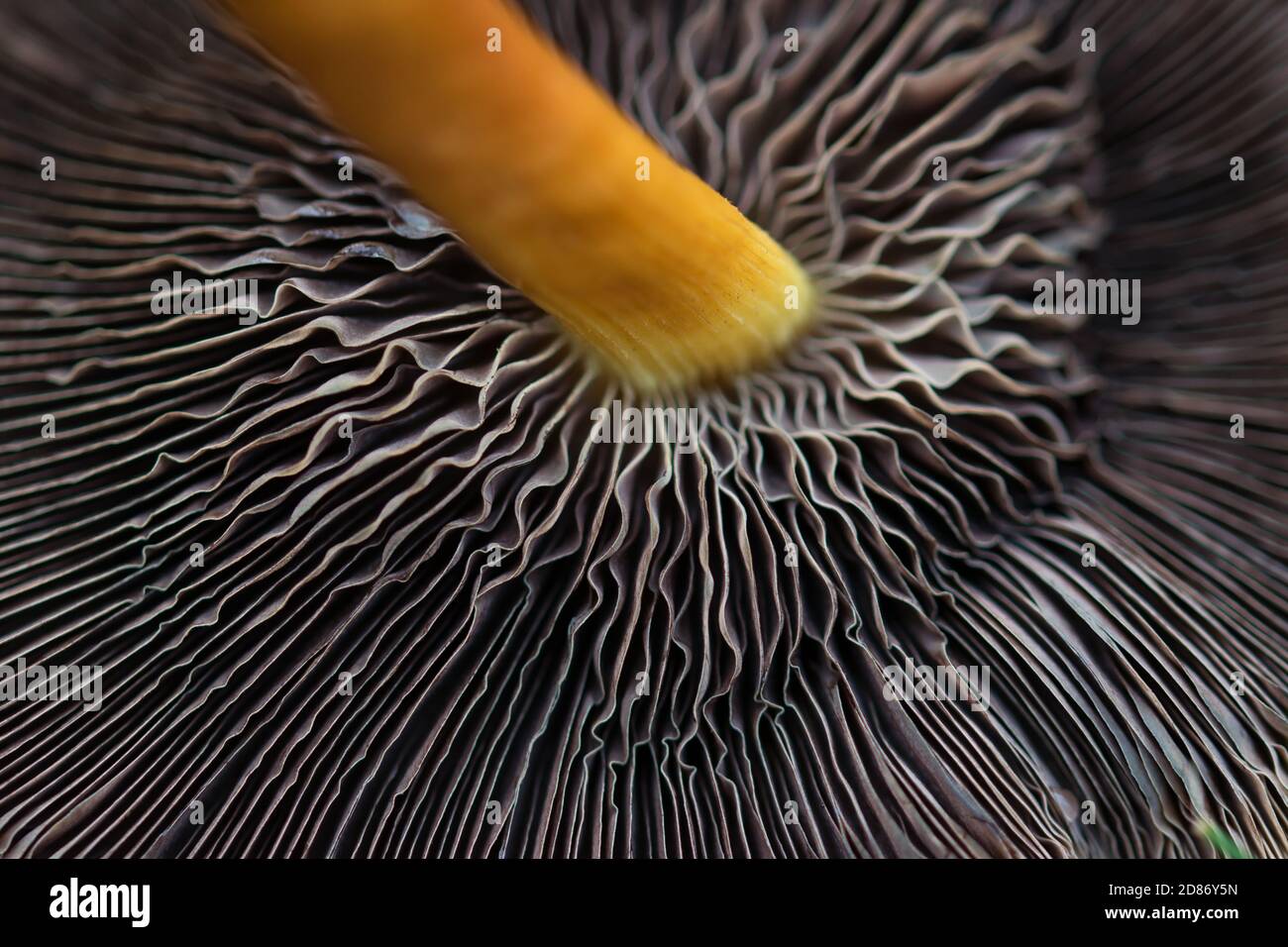 Sfondo macro astratto con una lamella marrone, gill di funghi sotto il cappuccio di un fungo di foresta velenoso, full frame Foto Stock