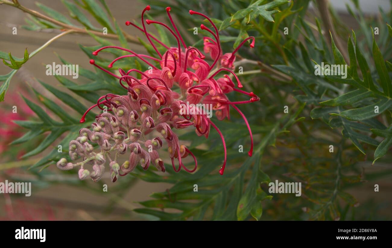 Nativi Australiani fiore Foto Stock