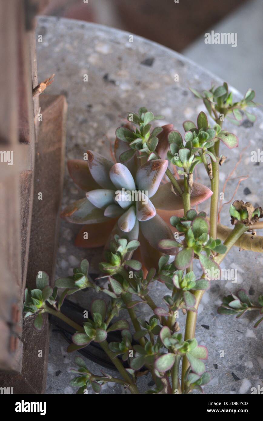 Succulents su pietra con legno Foto Stock