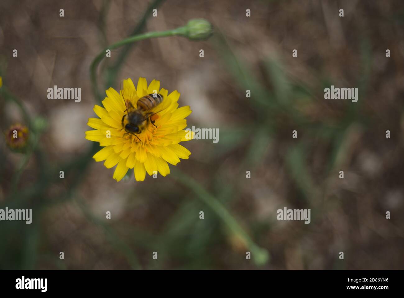 Fiore di dente di leone con un'ape di miele Foto Stock