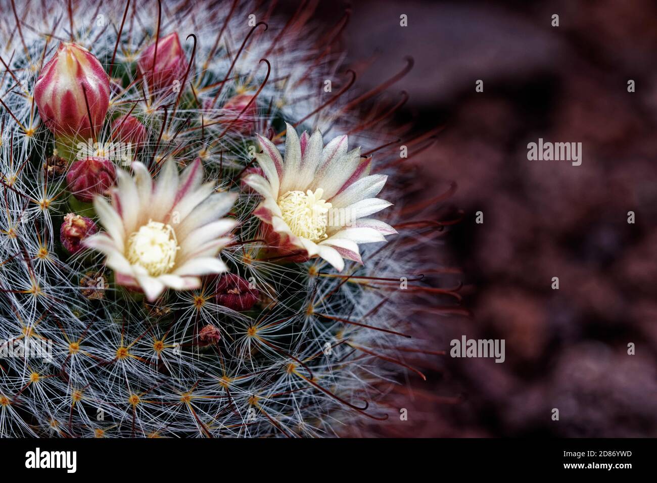 La mammillaria glassii è una specie di cactus della sottofamiglia Cactoideae. Si tratta di un piccolo cactus che si increspa con "spine bianche soffici". Foto Stock
