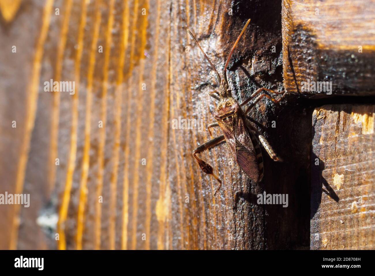Western conifer semi bug, Leptoglossus occidentalis su tavola di legno nella soleggiata giornata estiva Foto Stock