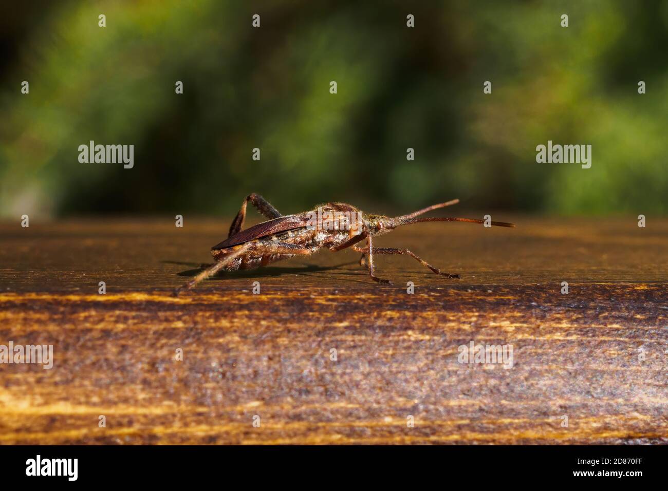Western conifer seme bug, Leptoglossus occidentalis su tavola di legno Foto Stock
