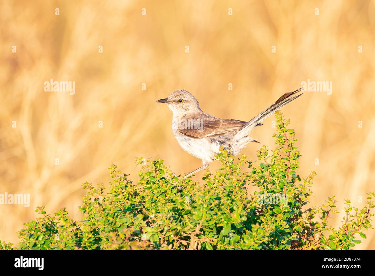 Northern Mockingbird Foto Stock