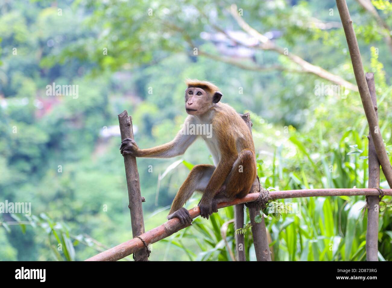 Macaque scimmia seduta sull'albero. Scimmie divertenti. Fauna selvatica nello Shri Lanka. Foto Stock