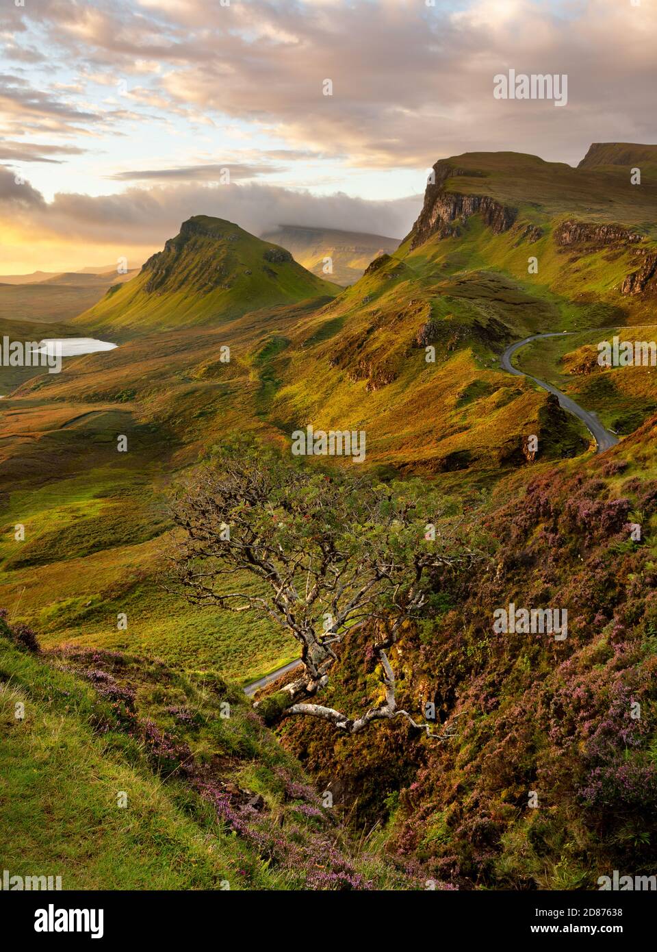 Albero che cresce fuori dalla montagna al Quiraing sull'isola di Skye, Scozia, Regno Unito. Foto Stock