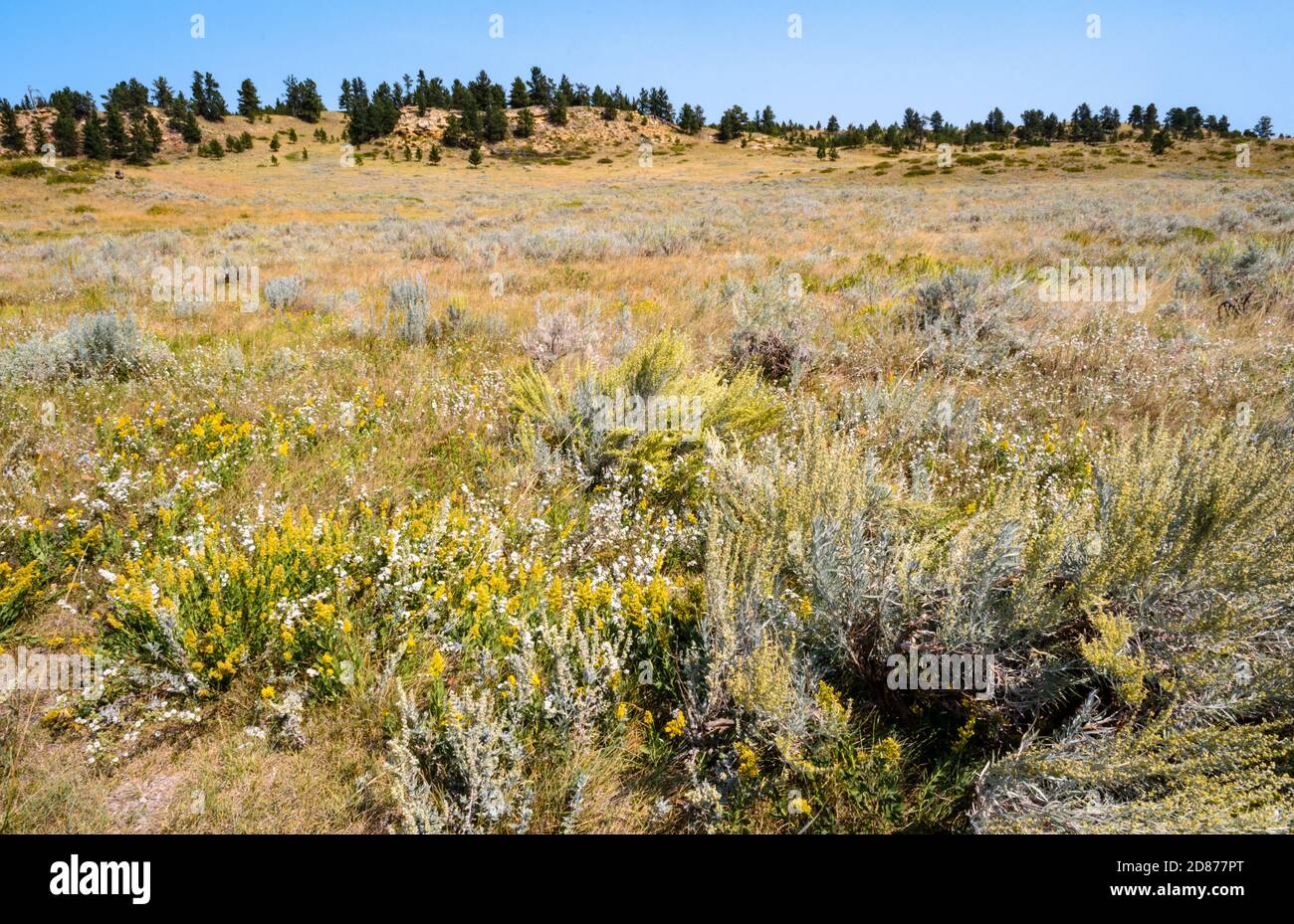 Campo di Battaglia di Rosebud parco dello stato Foto Stock