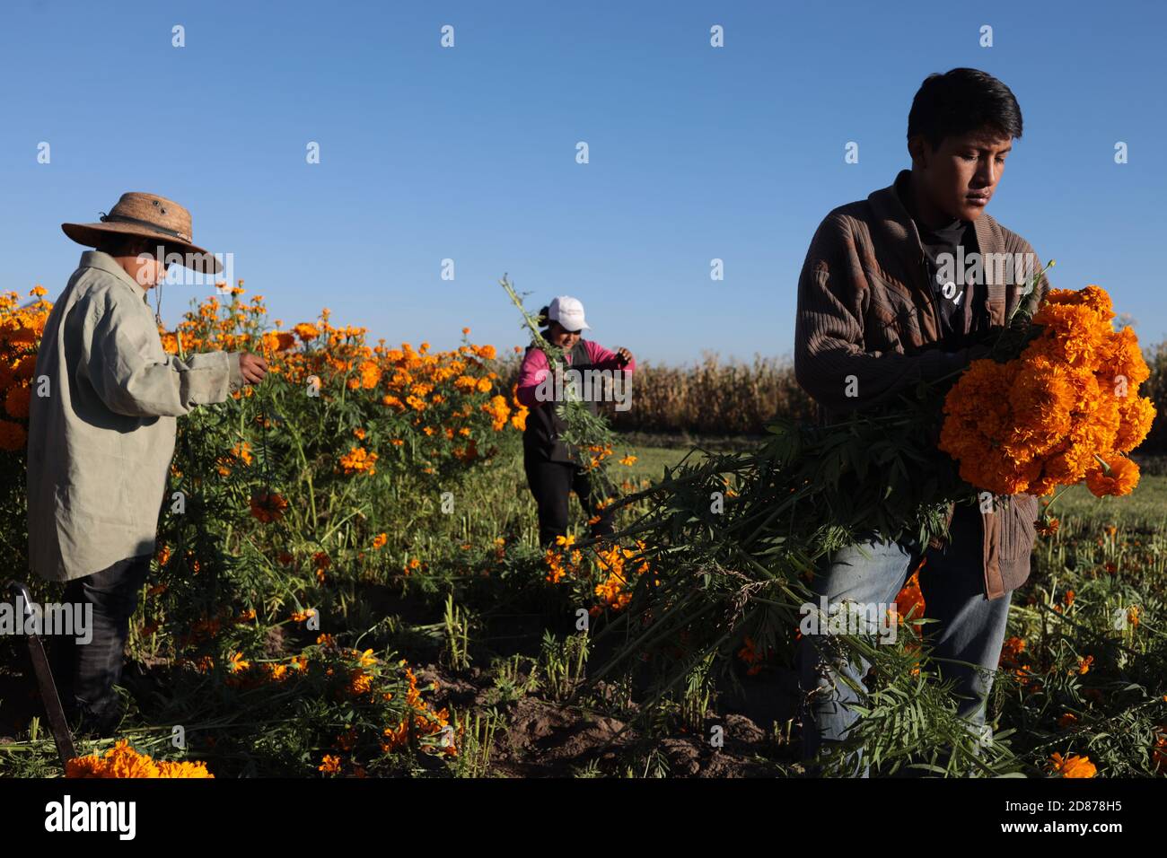 Puebla, Messico. 27 Ott 2020. I contadini raccolgono i fiori di cempasuchil (marigold messicano) nello stato di Puebla, Messico, il 26 ottobre 2020. Il fiore di Cempasuchil è usato in Messico per celebrare il giorno dei morti. Credit: David Peinado/Xinhua/Alamy Live News Foto Stock