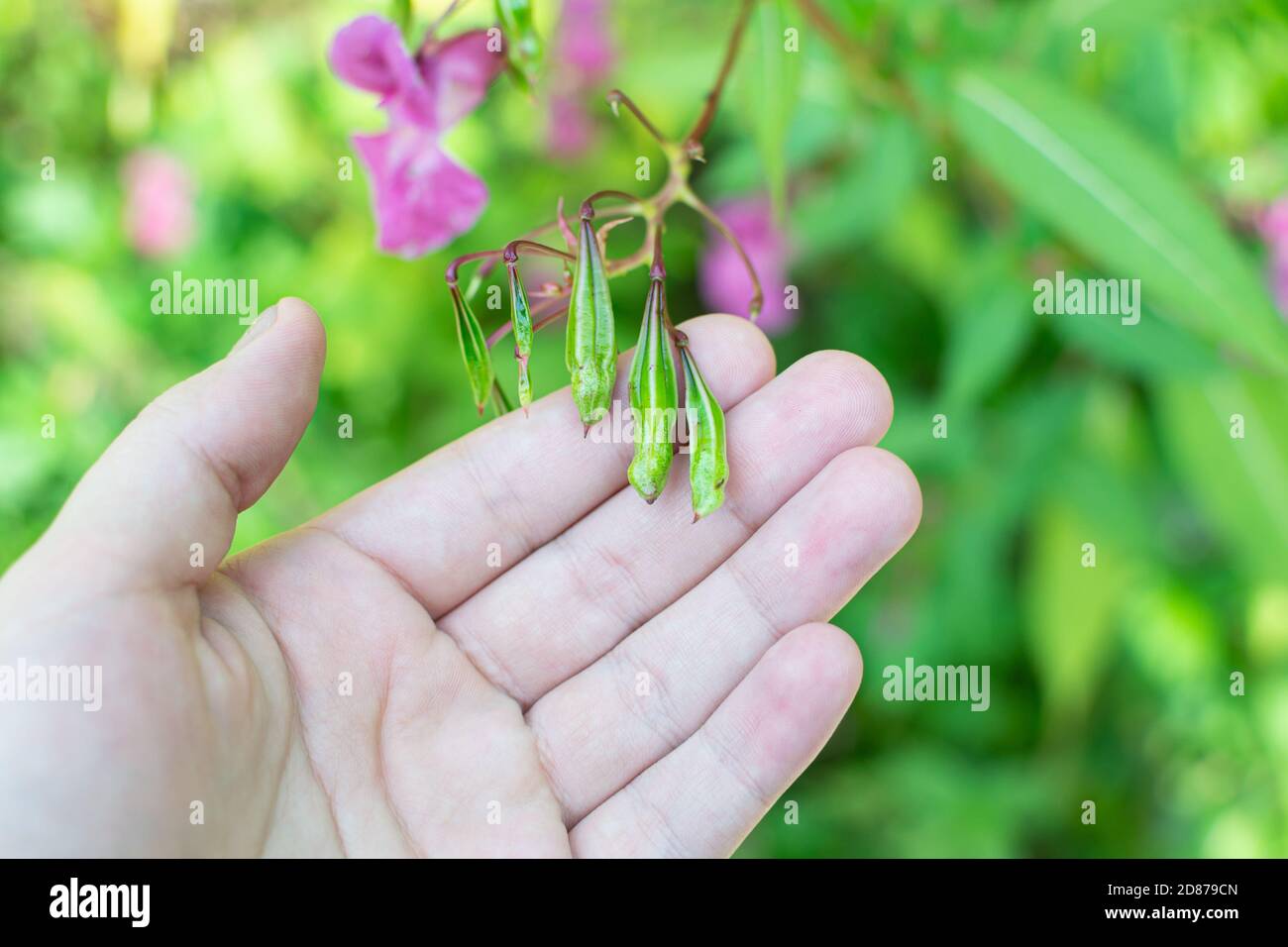 Semi di balsamo dell'Himalaya in mano primo piano foto. Poliziotto casco pianta, Bobby Tops, invasive specie di piante asiatiche. Foto Stock