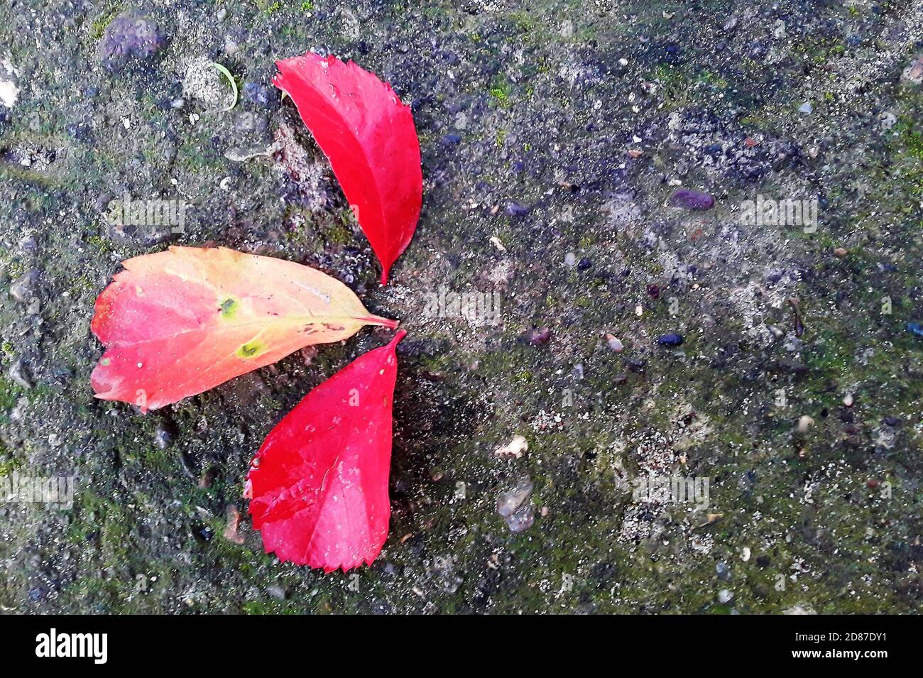 Foglie di edera rossa sul vecchio pavimento di cemento. Scarlatto foglie in caduta. Immagine orizzontale. Il contesto della crisi climatica. Foto Stock