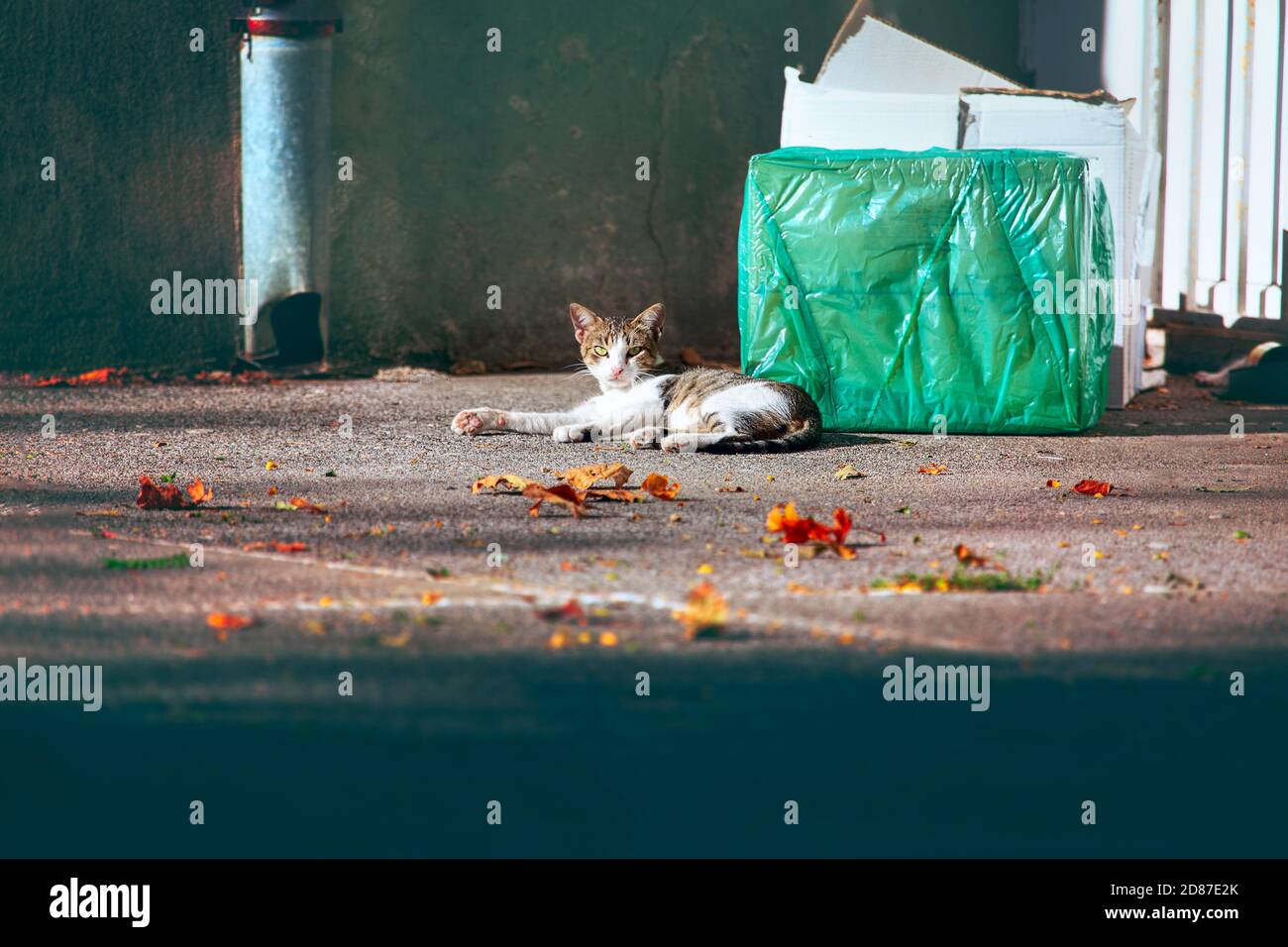 Gatto di strada sdraiato sulla strada . Animale che guarda nella macchina fotografica . PET e foglie d'autunno Foto Stock