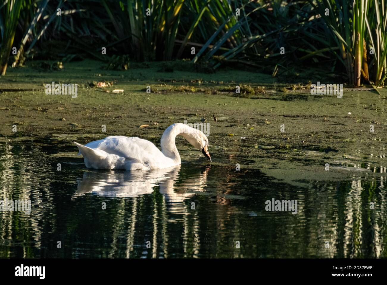 Cigno bianco che nuota sulla superficie dell'acqua del fiume specchio al tramonto con sfondo verde intenso Foto Stock