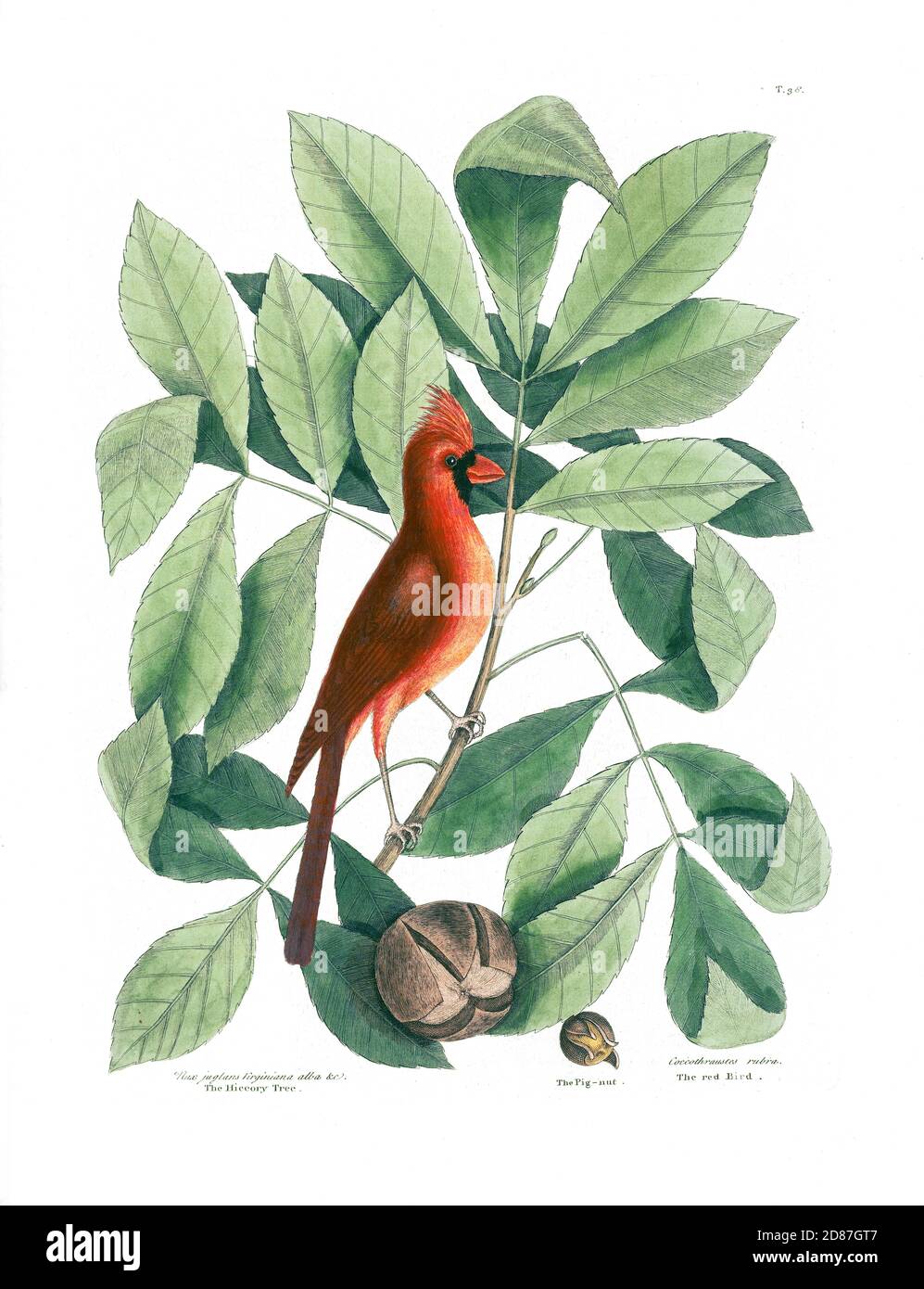 L'uccello rosso in un albero di Hickory con il Pig-Nut, contrassegno Catesby Foto Stock