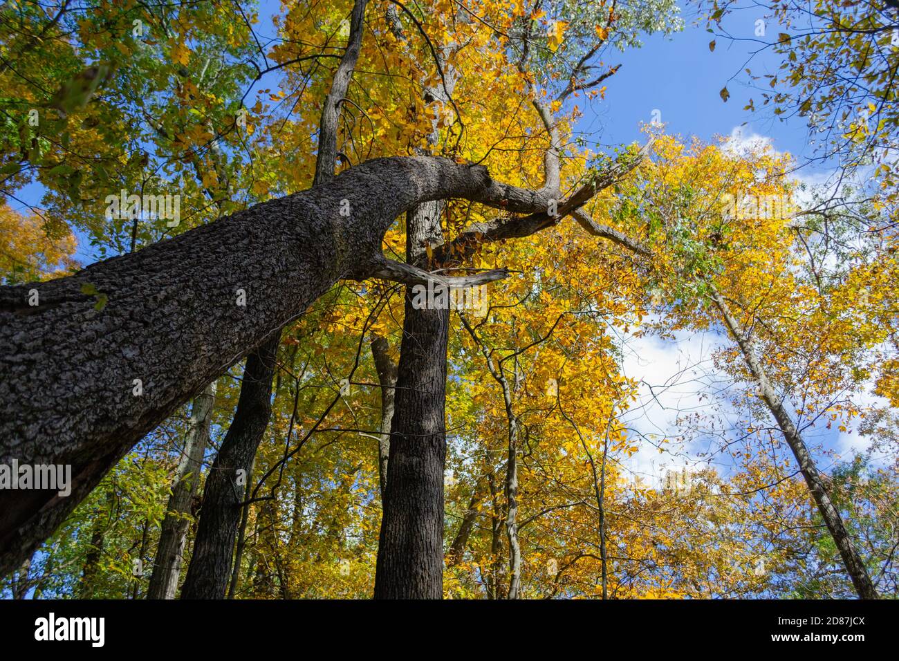 Colori autunnali negli alberi a Trail of Tears state Parcheggio Foto Stock