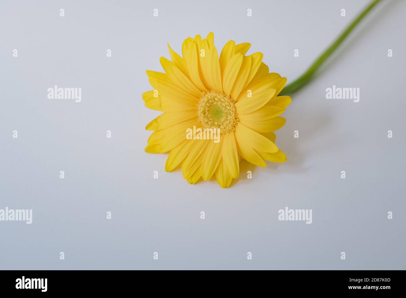 Daisy giallo su sfondo bianco Foto Stock