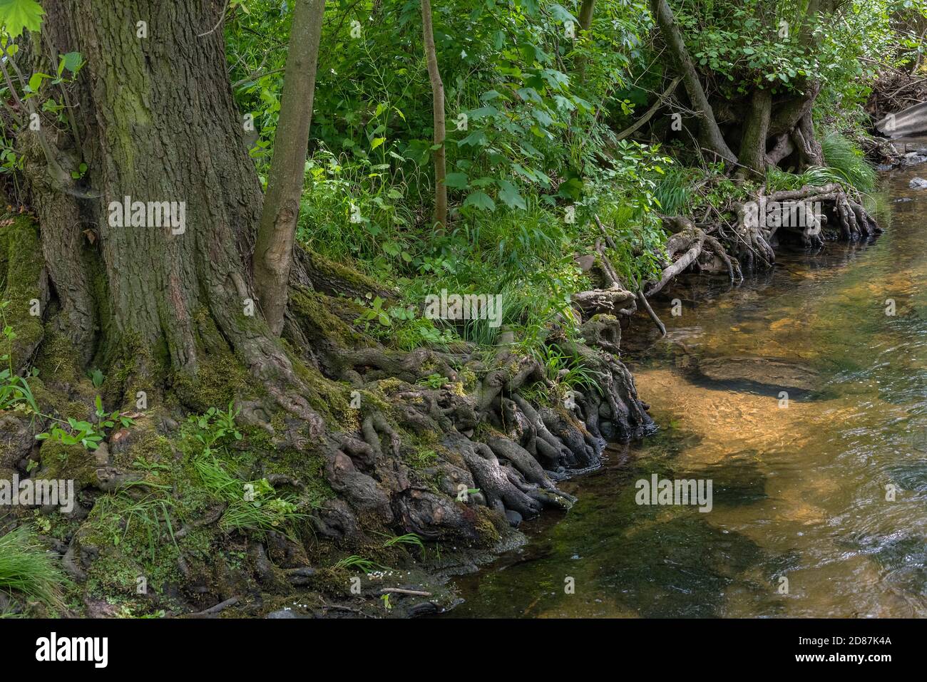 Radici di albero sulla riva di un flusso chiaro, la Germania Foto Stock