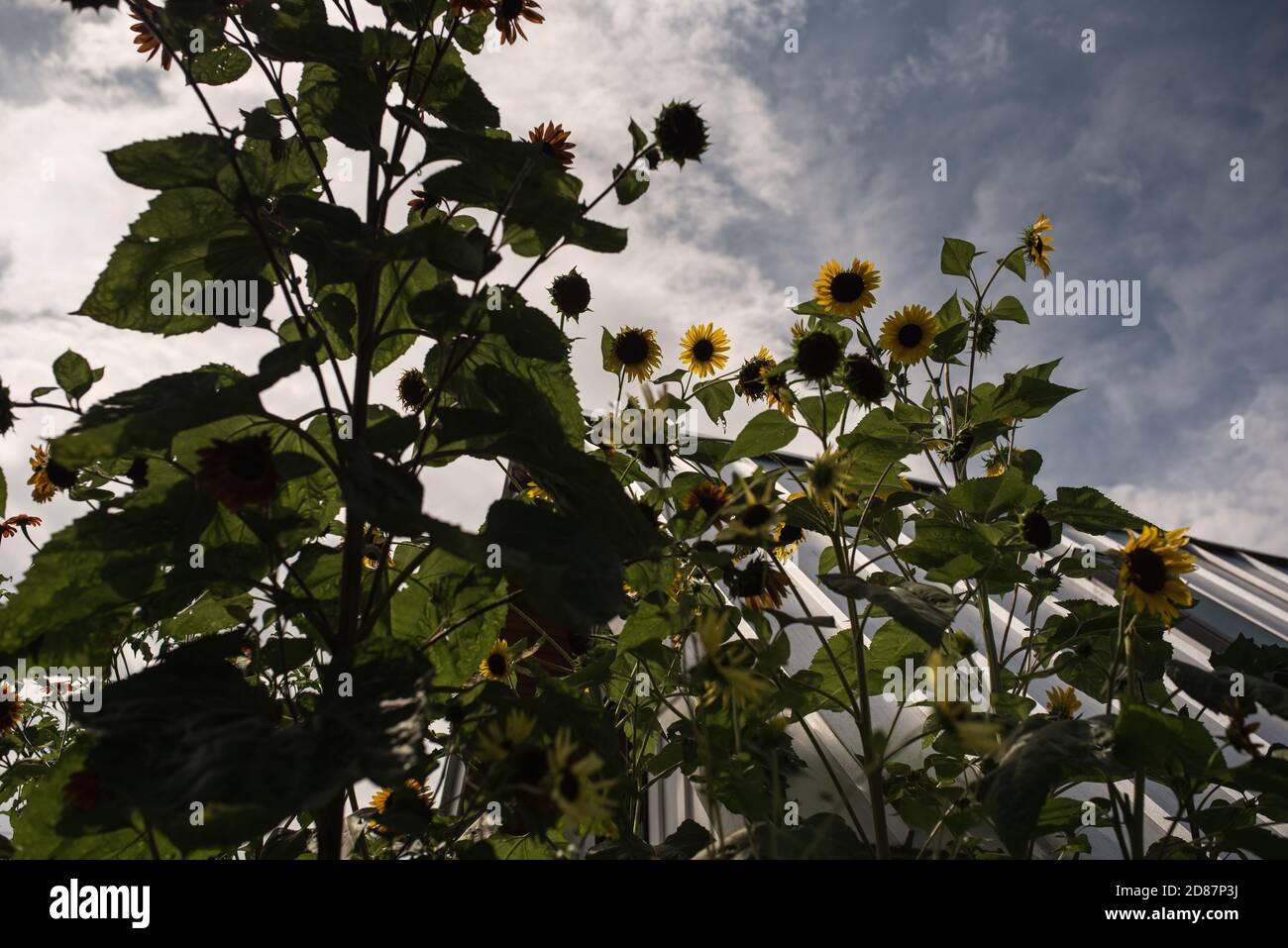 Girasoli contro un cielo blu dal basso Foto Stock