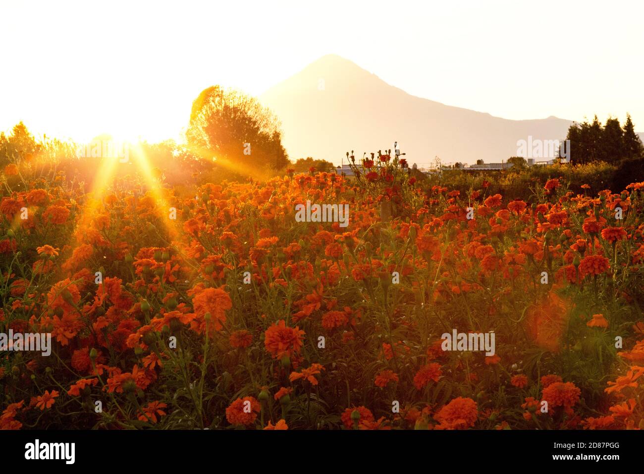 Tramonto al campo di fiori di cempasuchil (giorno della morte) In Messico Foto Stock